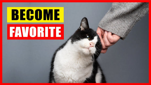 How Cats Choose Their Favorite Person