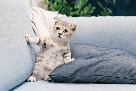 5 Weird Cat Behaviors Explained: Understand Your Cat Better - Meowhiskers