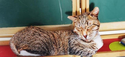 Sweet Cat Plush - Meowhiskers
